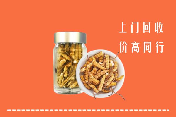 收购行情：攀枝花市米易回收冬虫夏草